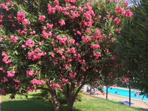 Lesjardinsfleuris Apartment Mandelieu La Napoule Bagian luar foto